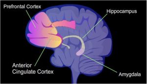 Child Sex Abuse Brain Impact